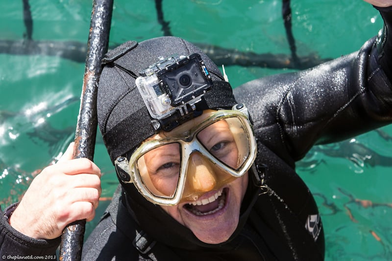 shark diving in a cage | deb