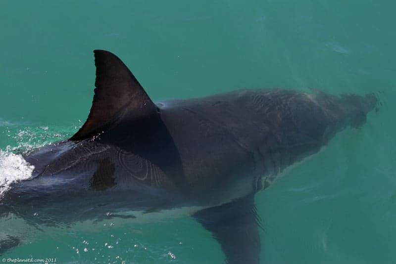 shark diving fin in south africa 