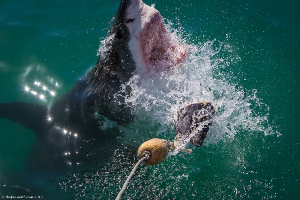 Cage Diving with Great White Sharks | Travel Blog | ThePlanetD