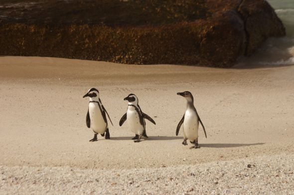 simons town penguins babies