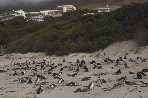 simons town penguins colony