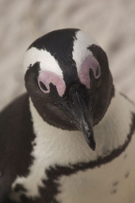 simons town penguins face