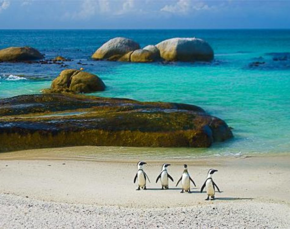 Penguins of Simon’s Town – Say Hello to Boulders Beach Penguin Colony