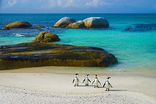 penguins of boulders beach simons town ocean