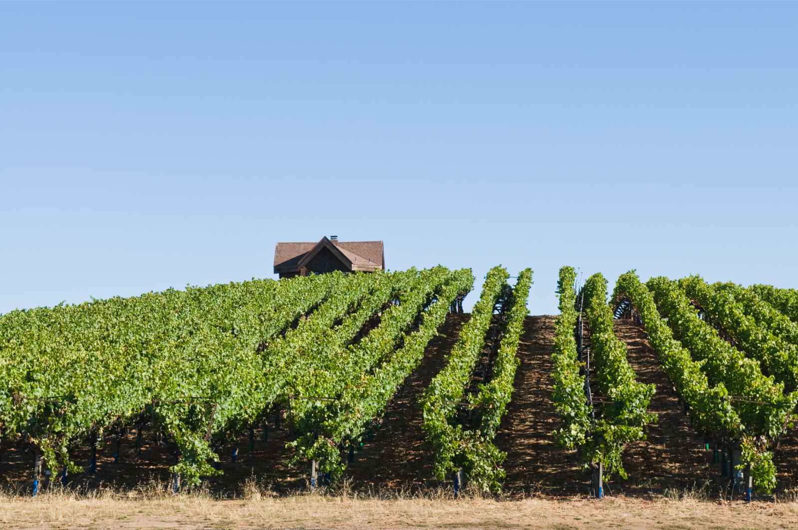 Grapevines turning golden in a Sonoma Valley vineyard at harvest time