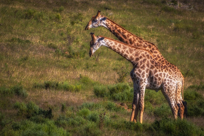 south africa photos giraffes