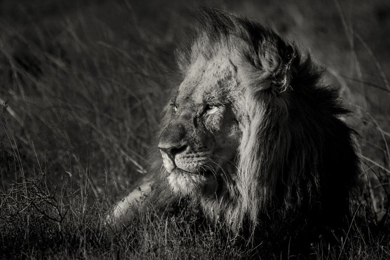 south africa photos lion
