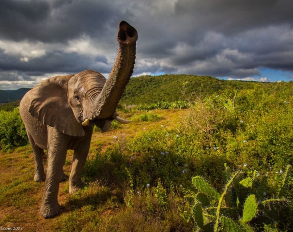 Spectacular South Africa Wildlife Photos