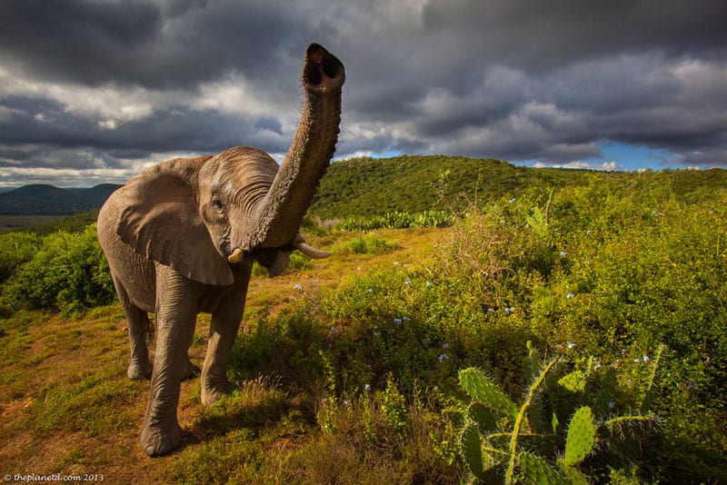 south africa wildlife elephant trunk