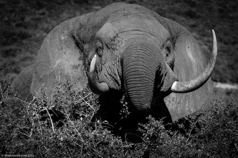 south africa wildlife elephant