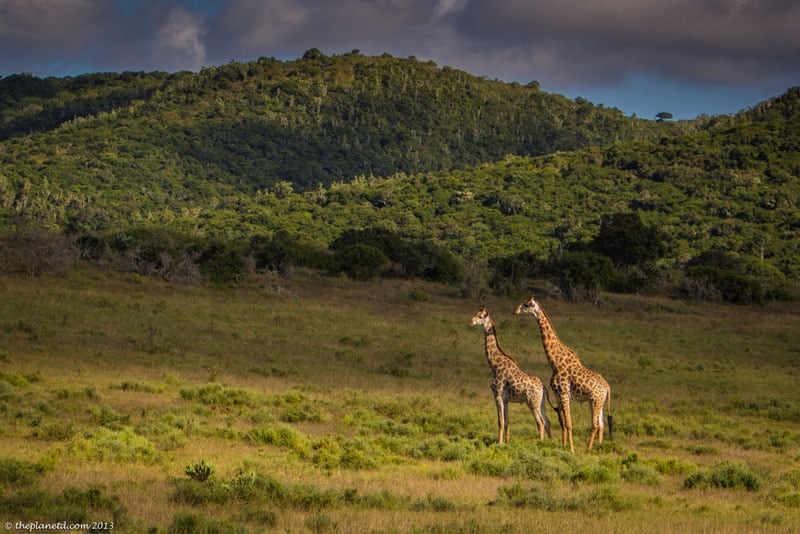south africa wildlife giraffe