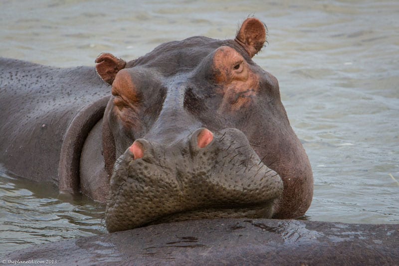 hippo swimming