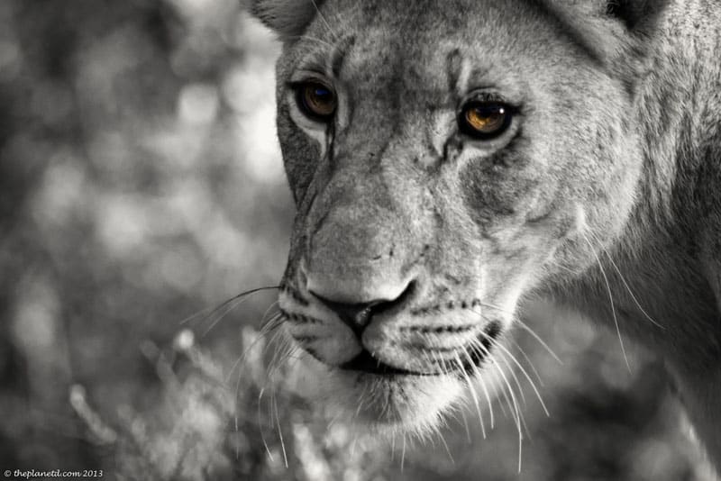 south africa wildlife lion