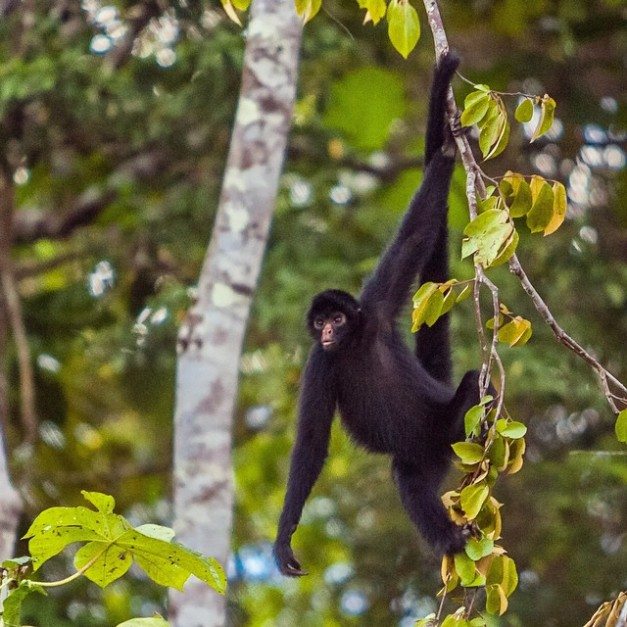 spider monkey amazon