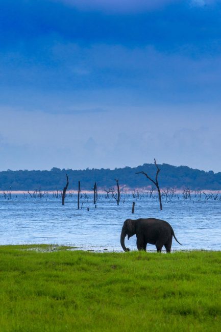sri lanka photos lone elephant
