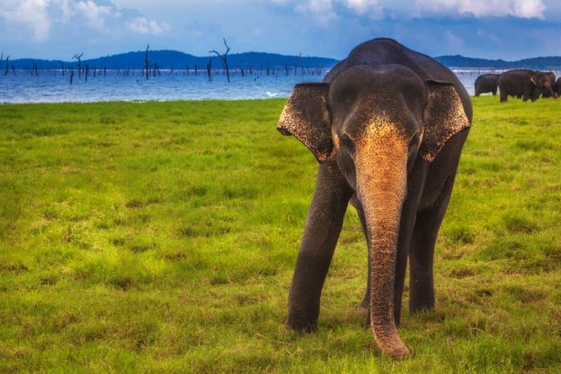 sri lanka in photos elephants