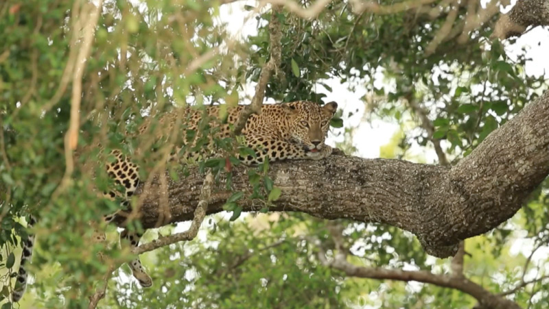 safari sri lanka leopard project
