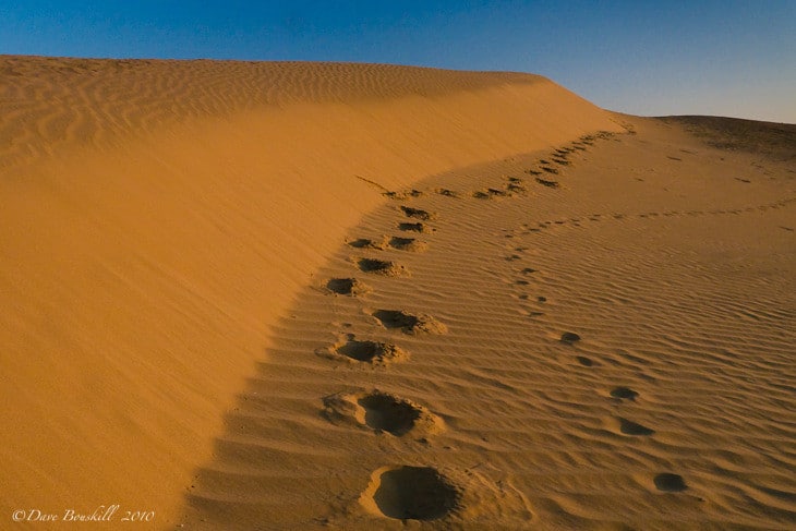 Dave and Deb's Surreal moments in the Desert