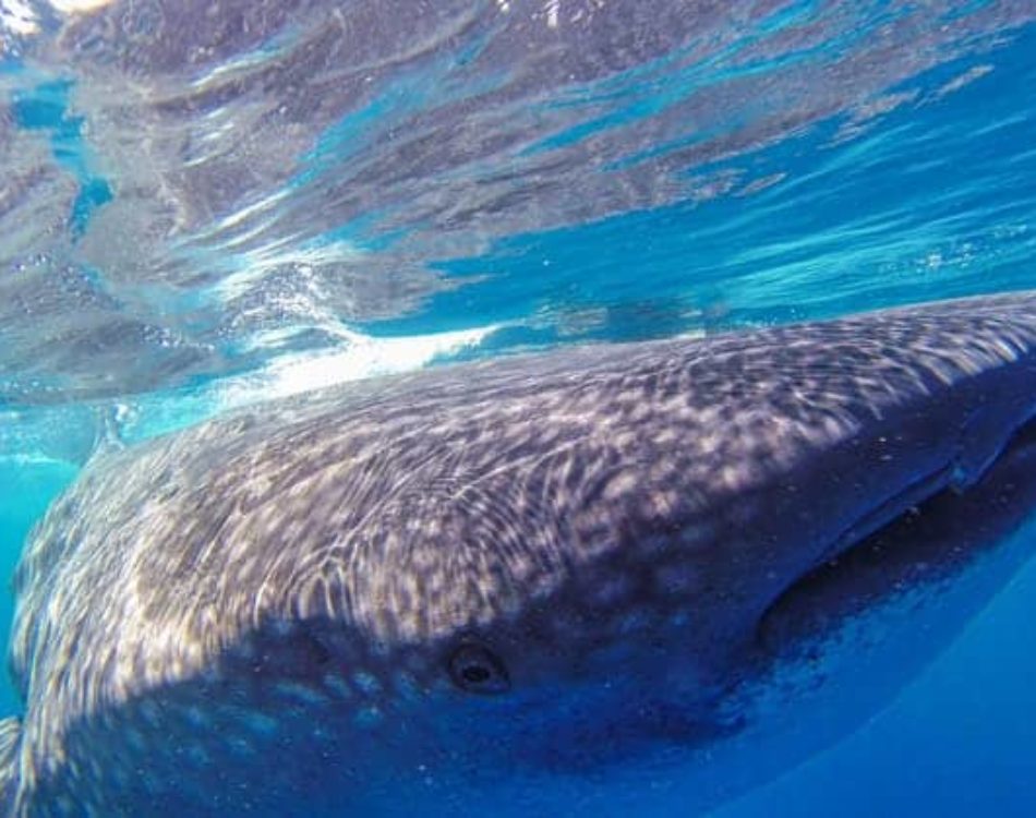 Swimming with Whale Sharks Cancun – A Massive Adventure