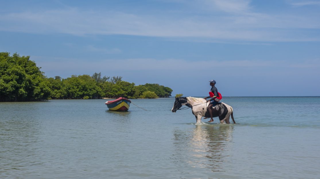 swimming with horses in jamaica