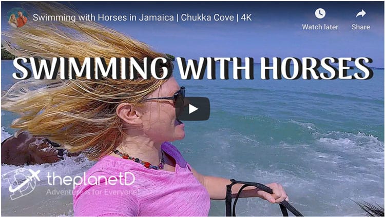 swimming with horses in Jamaica