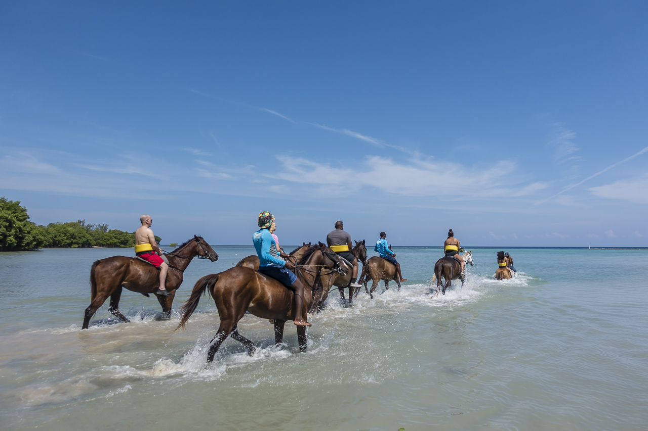 in the water swimming with horses