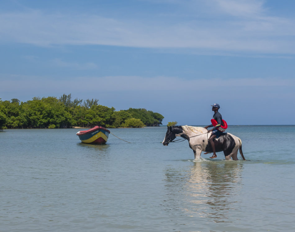 Swimming with Horses in Jamaica