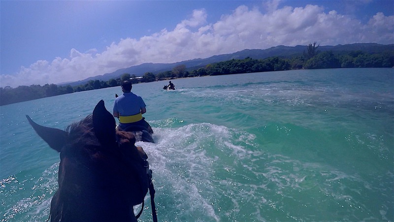 horses swimming in jamaica