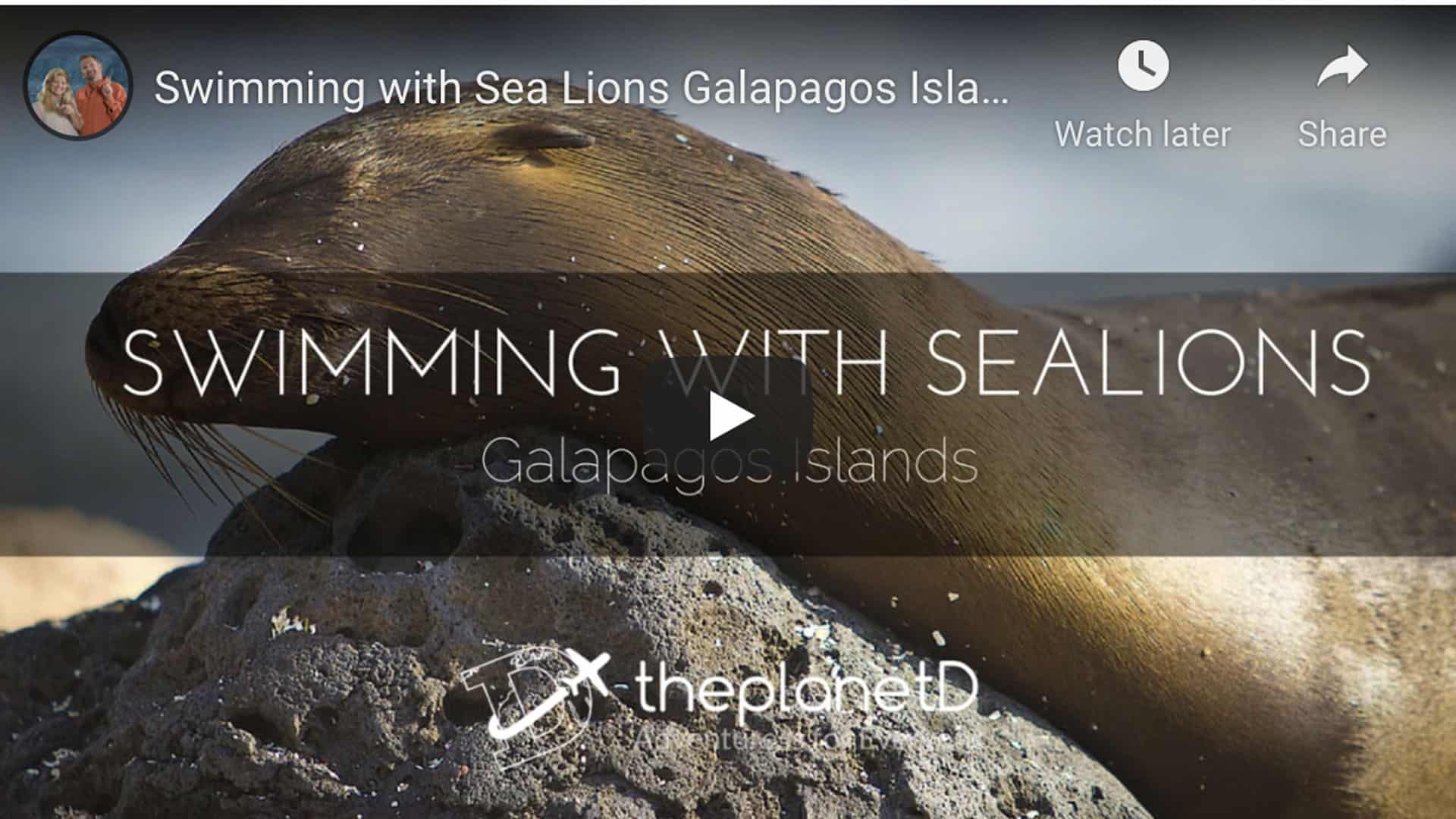 sea lions of the Galapagos Islands