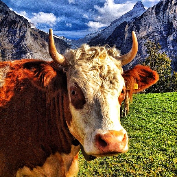 switzerland photos cow