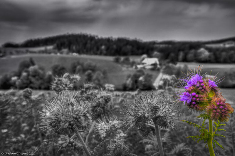 switzerland pictures flowers