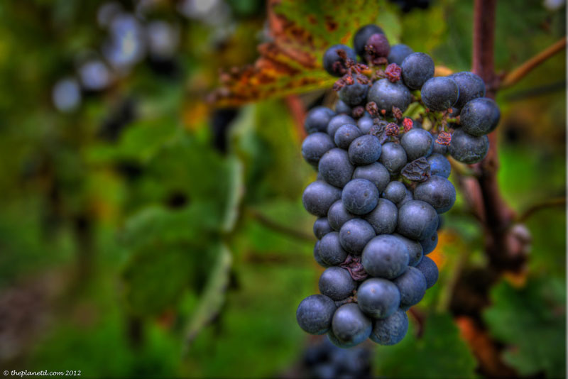grapes