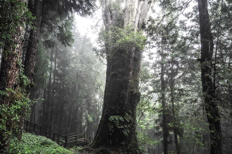 alishan forest | day six in taiwan