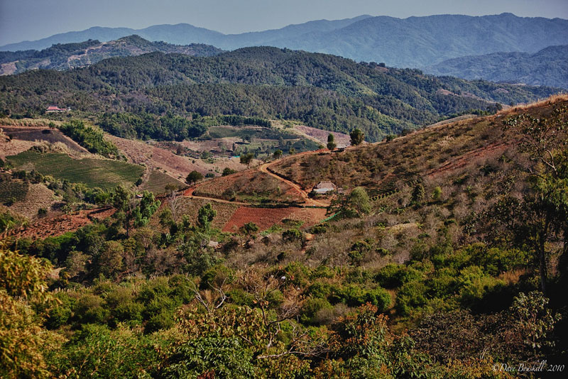 tea terraces hills