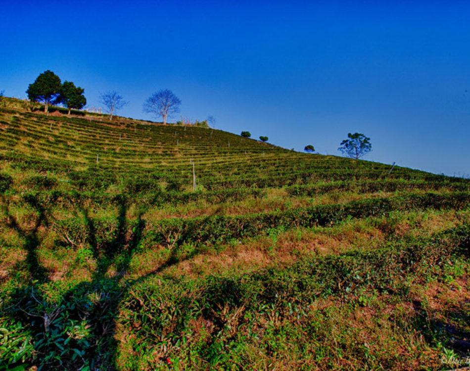 Tea Terraces in Thailand – Journey Through Doi Mae Salong