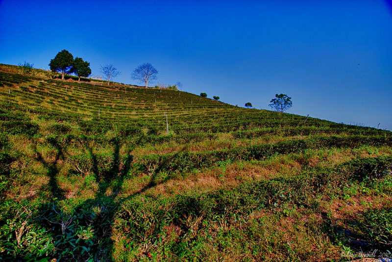 tea terraces mountain