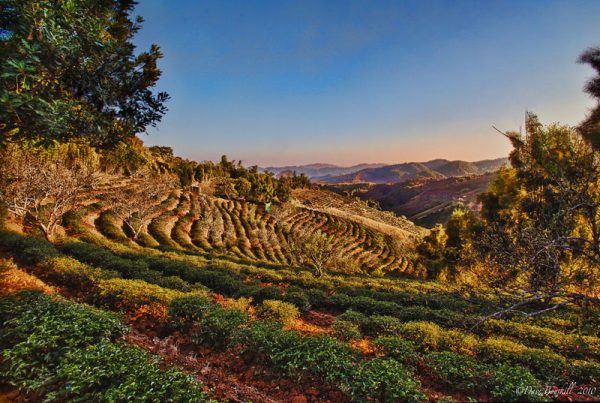 Tea Terrains Tea Terraces in Thailand - Journey Through Doi Mae Salong | The Planet D