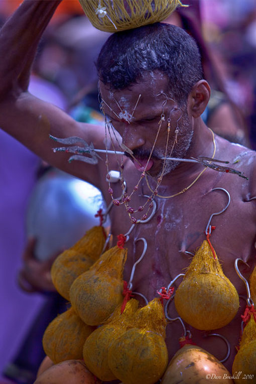 coconuts at thaipusam festival festival