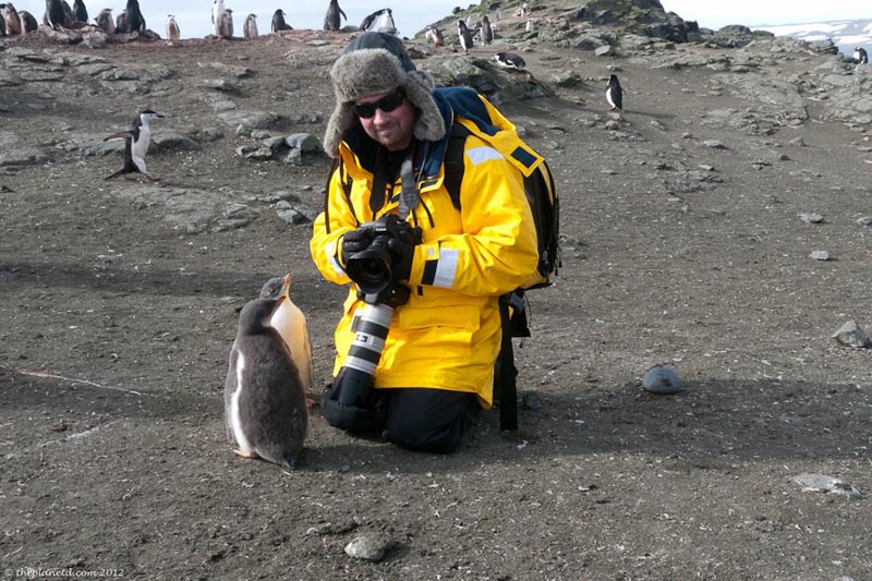 things to do in Antarctica meet the penguins