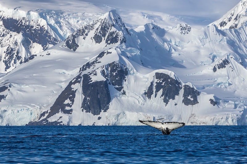 things to do in Antartica whale