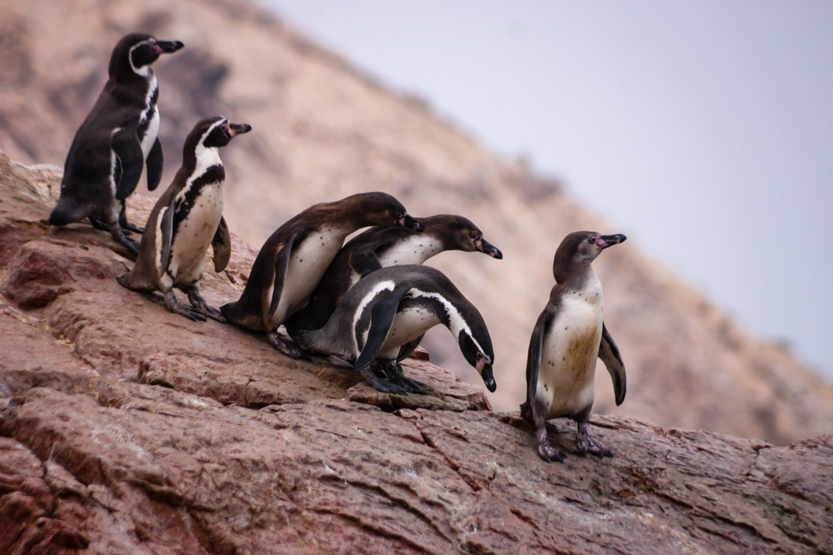 Things to do in Peru penguins at isla ballestas