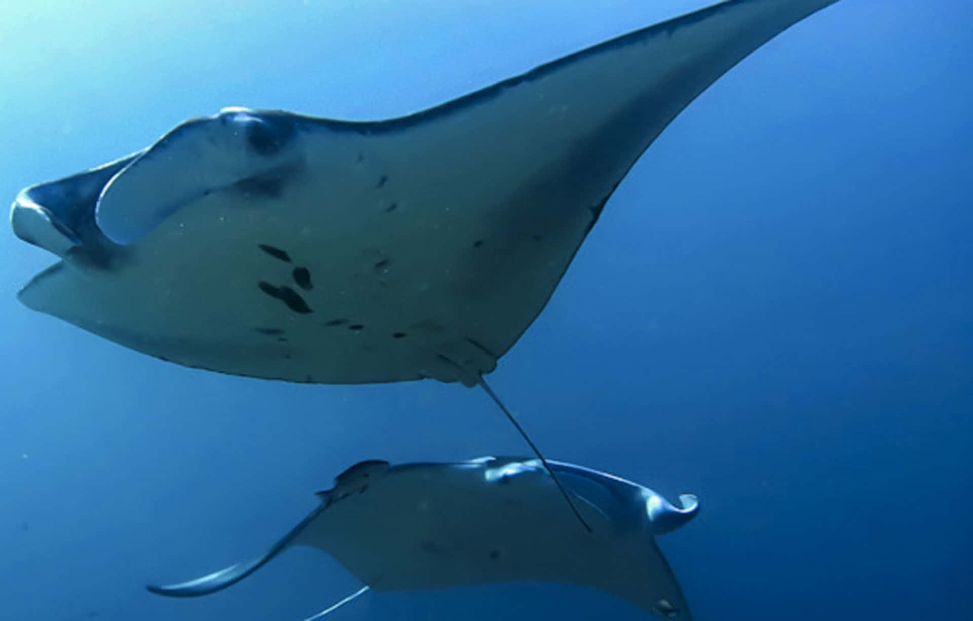 bali things to do dive with manta rays