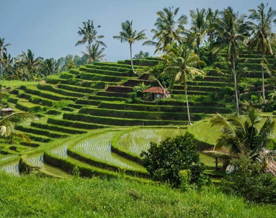 28 Things to do in Bali – Local Insider Tips