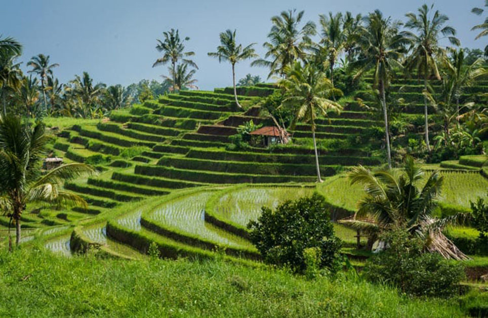 things to do in bali rice terractes