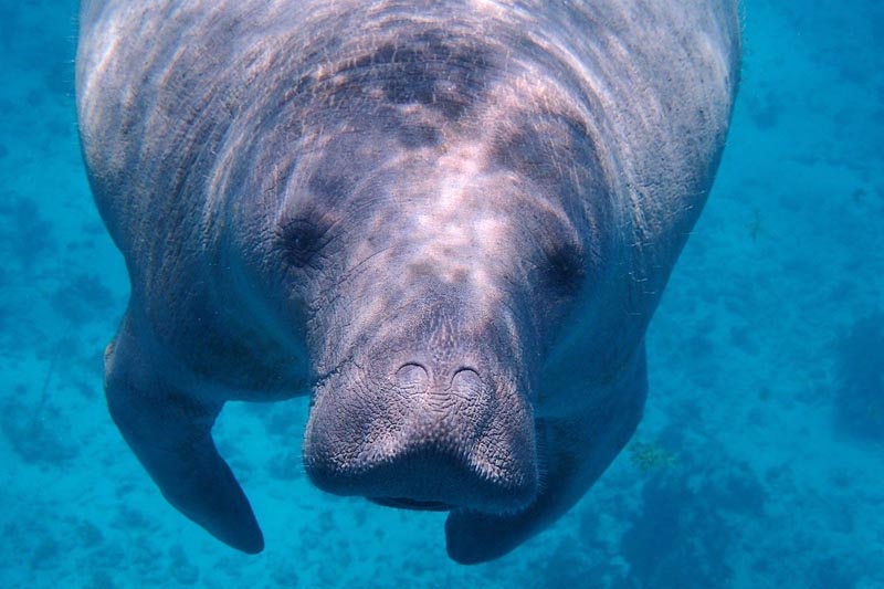snorkel with manatees in belize
