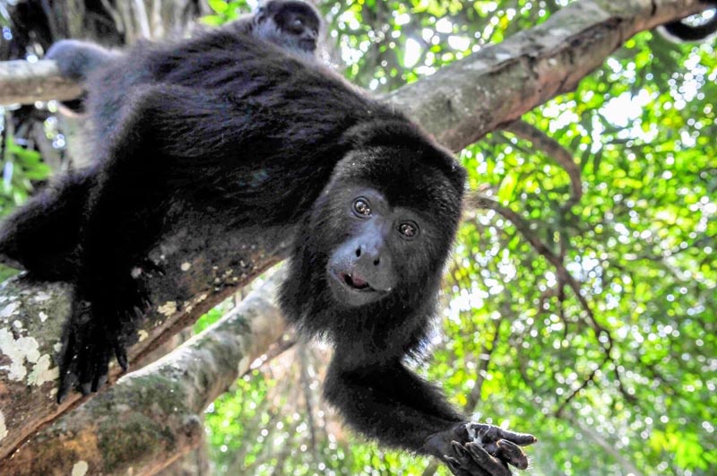 howler monkey in Belize