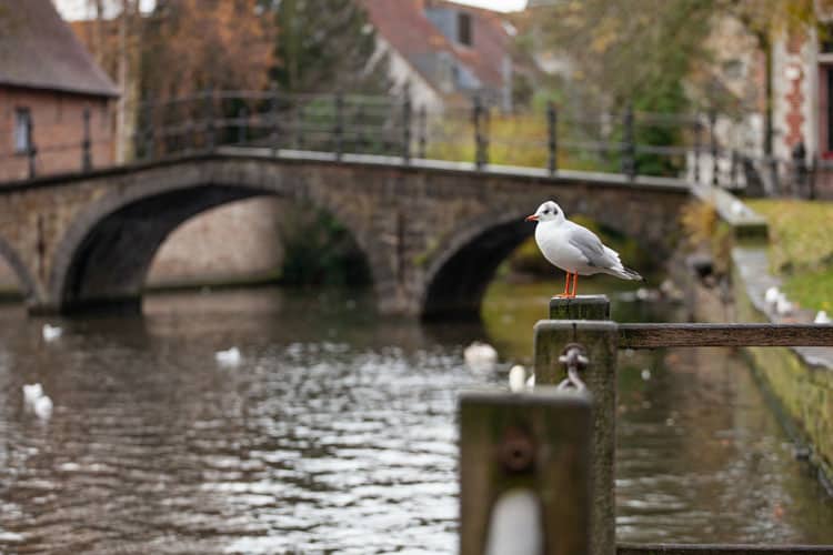 what to do in bruges lake of love
