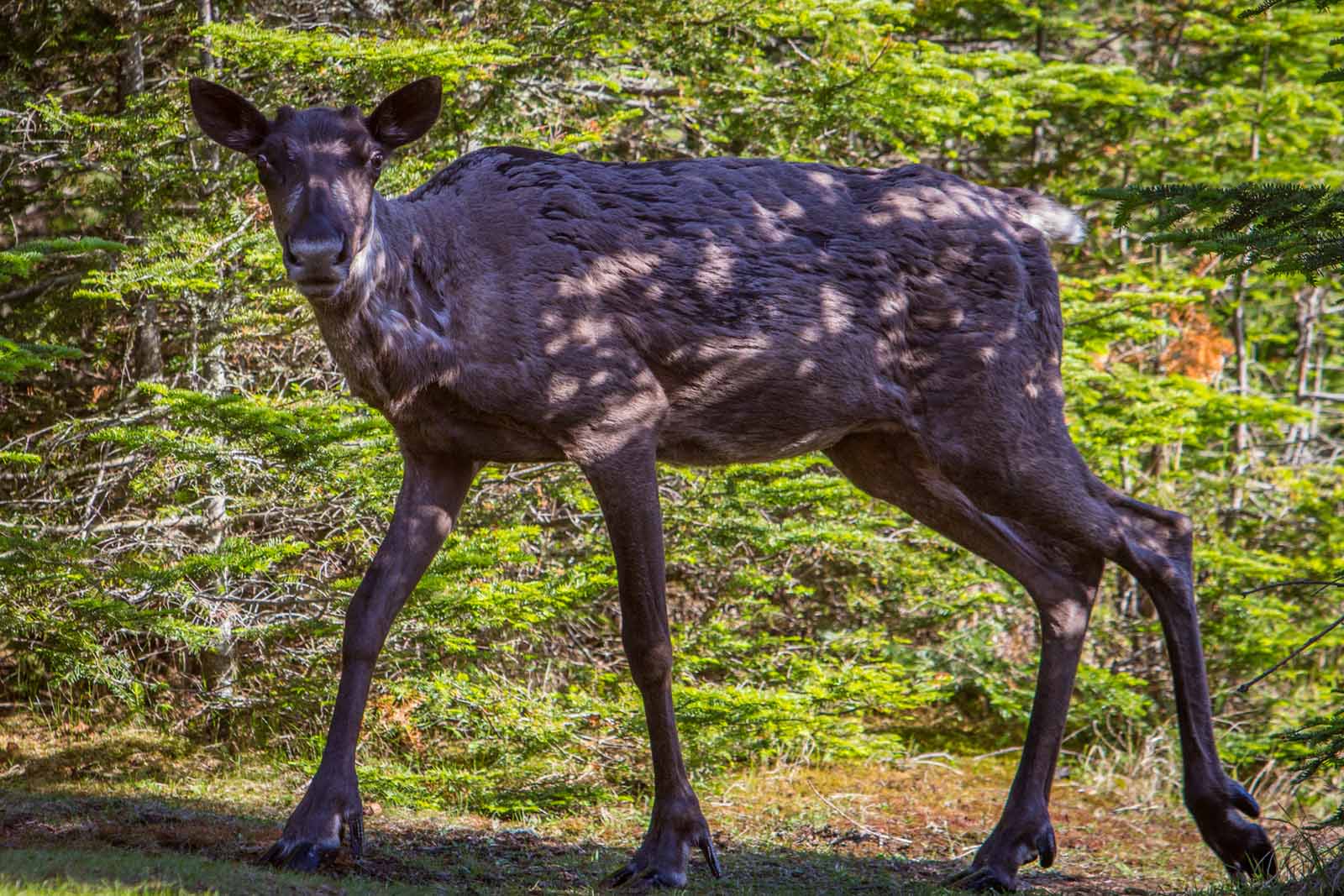 things to see in canada caribou of slate islands