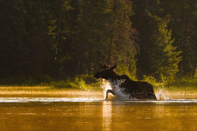 what's in Canada? Moose