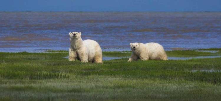 dwa niedźwiedzie polarne na zielonej tundrze w Manitoba Canada